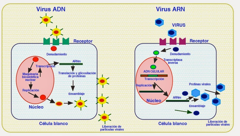 ejemplos de virus oncogenicos ejemplos de virus oncogenicos